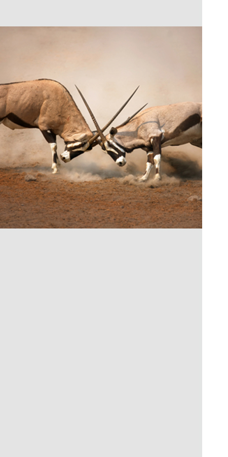 steine im sand